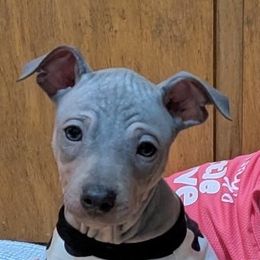Big Blue 1 - Blue tan and white American Hairless Terrier puppy in Toto, Indiana from Toto Terriers