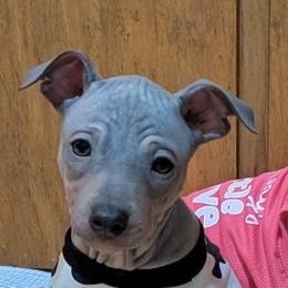 Big Blue 1 - Blue tan and white American Hairless Terrier puppy in Toto, Indiana from Toto Terriers