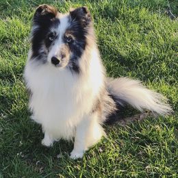 Shetland Sheepdog All Grown Up from Clermont