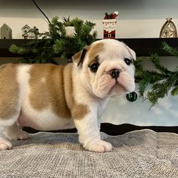 Aslan - Red and white male Bulldog puppy in Ruther Glen, Virginia from De La Venturosa
