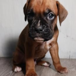 Boy 3 - Fawn male Boxer puppy in Canterbury, Connecticut from Franklin’s Boxers