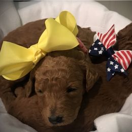 Poodle Puppies from Prissy Pants Poodles LLC