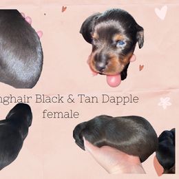 BLACK & TAN FEMALE - Black and tan Dachshund puppy in Butler, Ohio from Davis’s Dachshunds