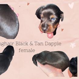 BLACK & TAN FEMALE - Black and tan Dachshund puppy in Butler, Ohio from Davis’s Dachshunds
