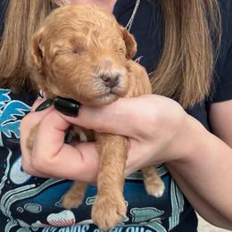 Everest - Red  female Poodle puppy in Cedar City, Utah from Precious Paws Ranch