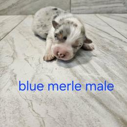 M2 - Blue merle male Australian Shepherd puppy in Arbela, Missouri from County Line Aussies