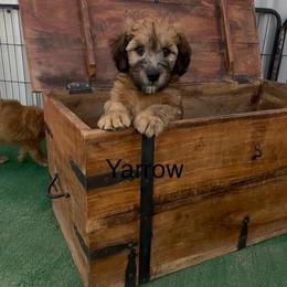 Yarrow blue collar - Brown male Whoodle puppy in Pima, Arizona from Schmidt's K9s