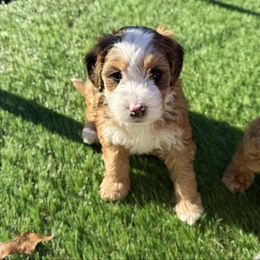 Clover Sable Multigen - Sable female Bernedoodle puppy in Wamego, Kansas from Doodles of Oz