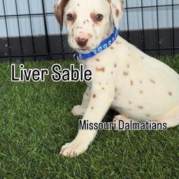 George - sable - Lua - White and orange male Dalmatian puppy in Sedalia, Missouri from Missouri Dalmatians