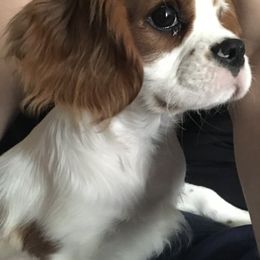 Cavalier King Charles Spaniel Puppies from Christina’s Cavaliers