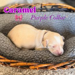 Caramel - Caramel female Australian Labradoodle puppy in Caldwell, Idaho from Leila Pearson