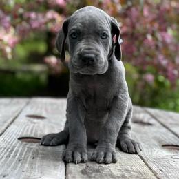 Bonnie - Blue female Great Dane puppy in Beulah, Michigan from Northwood Euro Danes and Bassets