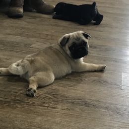 Pug Puppies from Hopestars Pugs