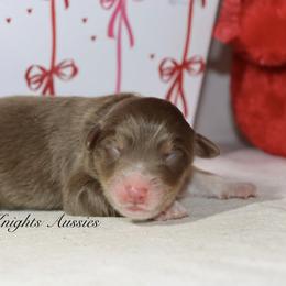 Rose - Red tri-color female Australian Shepherd puppy in Ceres, California from Knight's Aussies