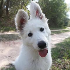 Porsche - Berger Blanc Suisse