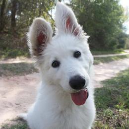 Porsche - Berger Blanc Suisse