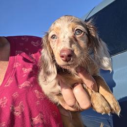 Monica - Dapple female Dachshund puppy in El Paso, Texas from Mells Weenies