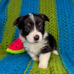 CASH - Black and tan male Pembroke Welsh Corgi puppy in Ritzville, Washington from Sapphire Iris Corgis