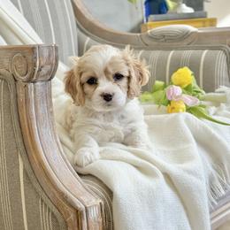 Poppy - Blenheim female Cavachon puppy in Draper, Utah from Cavachon Love Chocolate Cavaliers, Cavaliers, Cavachon’s, Cavapoos