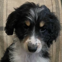 3 - Black tri-color female Aussiedoodle puppy in Tenino, Washington from Silvercreek Aussies and Aussiedoodles