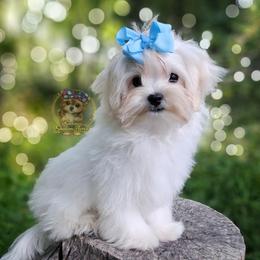 Korean Babydoll Heimerdinger - male Maltese puppy in Barren Springs, Virginia from Seeking Shalom Acres Maltese, Maltipoos & Havamalts