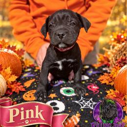 Pompeia- Pink Collar - Black female Cane Corso puppy in Stilwell, Oklahoma from Killing Joke Kennels