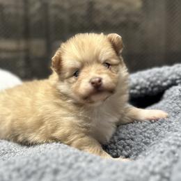 Teddy - Beaver sable male Pomeranian puppy in Garvin, Oklahoma from Hochatown Awesome Aussies