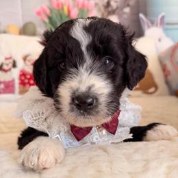 Midnight - Black and white female Aussiedoodle puppy in Dickerson, Maryland from Pawsome Aussie Doodles and Oodles