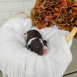 Boy 2 - Phantom male Bernedoodle puppy in Russell Springs, Kentucky from 270 Doodles