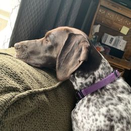 Lily - German Shorthaired Pointer