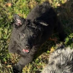 Grival - Black male Mudi puppy in Gatlinburg, Tennessee from Greenbrier