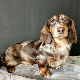 Rolo - Dachshund