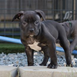 GOLD - Black female American Bully puppy in Union County, North Carolina from XLRG BULLIES