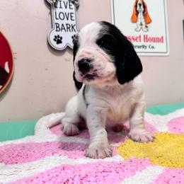 Beau - Black and white male Basset Hound puppy in Pilot Mtn, North Carolina from Lowdown Love Basset Hounds