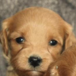 Female 1 - female Cavapoochon puppy in Fredericksburg, Ohio from Timshell Farm Specialty Crossbreed Puppies