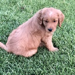 Goldendoodle Puppies from Triple HHH puppies