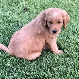 Goldendoodle Puppies from Triple HHH puppies
