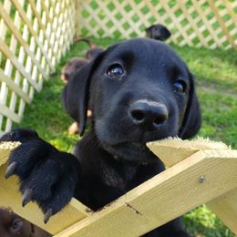 Labrador Retrievers from Semper Fido Labradors