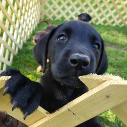 Labrador Retrievers from Semper Fido Labradors