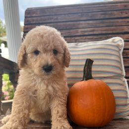 Shalom - Cream female Goldendoodle puppy in Pensacola, Florida from Goldendoodles Love You in Pensacola Friend Edition