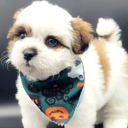 Shihpoos and Shih Tzus from Chancey's Puppy Oasis