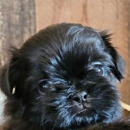 Seal - Black male Shih Tzu puppy in Sanger, California from Hillsides Shih-Tzu