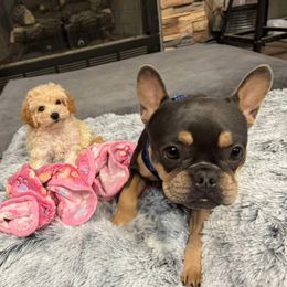 Cavapoo, Cockapoo, Goldendoodle, and Maltipoo Puppies from Perdue Puppies