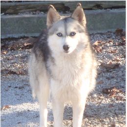 Sheena - Pomsky