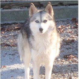 Sheena - Pomsky