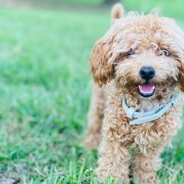 Goldendoodles, Labradoodles, and Poodles from Nacadoodles