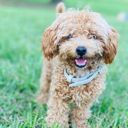 Goldendoodles, Labradoodles, and Poodles from Nacadoodles