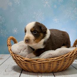 Hazel - Red tri-color female Australian Shepherd puppy in Statesville, North Carolina from Charming Australian Shepherds