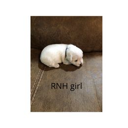 Miniature Schnauzer Puppies from RNH Schnauzers