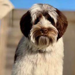 Potter - Australian Labradoodle